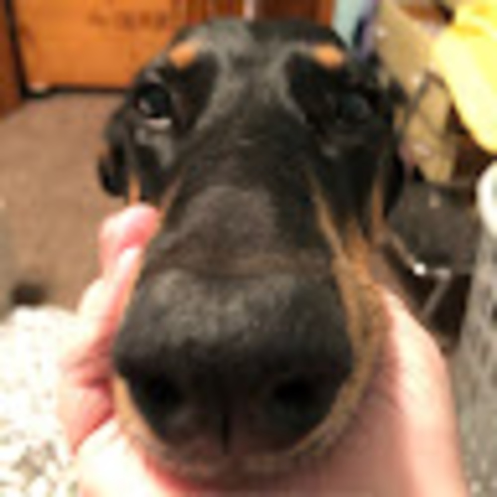Meet your Posher, Ava